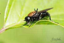 Attēlu rezultāti vaicājumam “Clitellaria ephippium”