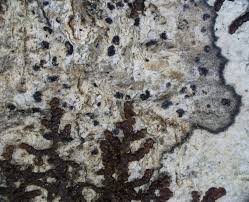 Attēlu rezultāti vaicājumam “Arthonia vinosa”