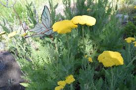 Image result for Achillea filipendulina