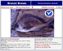 Image result for Pachymetopon grande