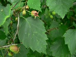 Attēlu rezultāti vaicājumam “Crataegus x macrocarpa leaf”