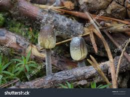Attēlu rezultāti vaicājumam “Mycena amicta”