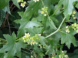 Attēlu rezultāti vaicājumam “Bryonia alba leaf”