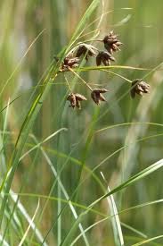 Attēlu rezultāti vaicājumam “Bolboschoenus maritimus”