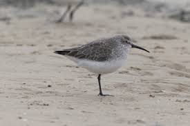 Attēlu rezultāti vaicājumam “Calidris ferruginea”