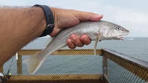 Image result for Menticirrhus littoralis