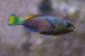 Image result for Scarus psittacus