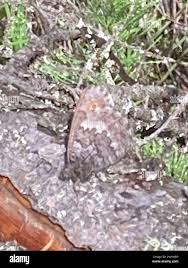 Attēlu rezultāti vaicājumam “Oeneis jutta”