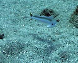 Image result for Malacanthus plumieri