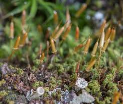 Attēlu rezultāti vaicājumam “Eurhynchiastrum pulchellum macro”