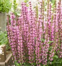 Image result for Salvia nemorosa