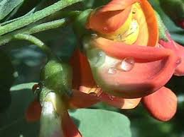 Image result for Colutea x media (arborescens x orientalis)