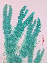 Attēlu rezultāti vaicājumam “Ceramium sp.”