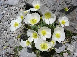 Image result for Alpenmohn