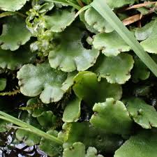 Attēlu rezultāti vaicājumam “Frullania tamarisci macro”