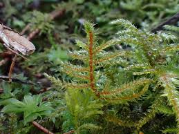Attēlu rezultāti vaicājumam “Rhytidiadelphus”