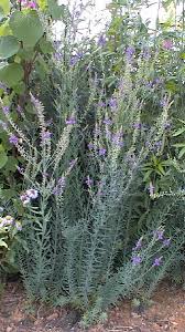 Image result for Linaria purpurea