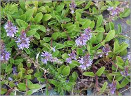 Attēlu rezultāti vaicājumam “Veronica officinalis leaf”