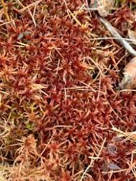 Attēlu rezultāti vaicājumam “Sphagnum warnstorfii”