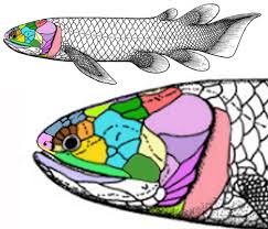 Attēlu rezultāti vaicājumam “Laccognathus panderi”