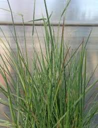 Attēlu rezultāti vaicājumam “Koeleria glauca leaf”