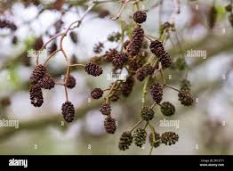 Attēlu rezultāti vaicājumam “Alnus glutinosa fruit”