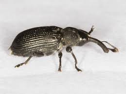 Attēlu rezultāti vaicājumam “Magdalis sp.”