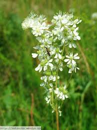 Attēlu rezultāti vaicājumam “Filipendula vulgaris”