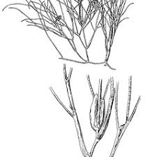 Attēlu rezultāti vaicājumam “Stuckenia pectinata leaf”