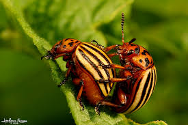 Attēlu rezultāti vaicājumam “Leptinotarsa decemlineata”