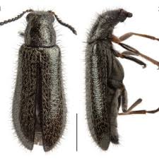 Attēlu rezultāti vaicājumam “Dasytes sp.”