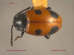 Attēlu rezultāti vaicājumam “Endomychidae”