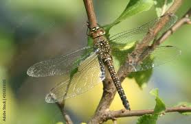 Attēlu rezultāti vaicājumam “Aeshna mixta female”