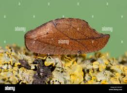 Attēlu rezultāti vaicājumam “Drepanepteryx phalaenoides”