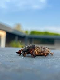 Attēlu rezultāti vaicājumam “Gryllotalpa gryllotalpa”