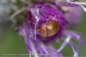 Attēlu rezultāti vaicājumam “Cychramus luteus”