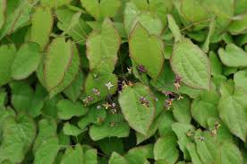 Attēlu rezultāti vaicājumam “Epimedium alpinum”
