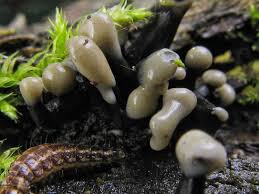 Attēlu rezultāti vaicājumam “Holwaya mucida”