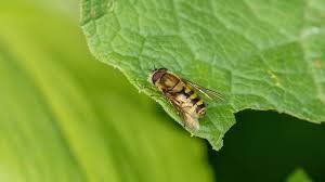 Attēlu rezultāti vaicājumam “Syrphus sp.”