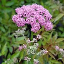 Image result for Pimpinella major