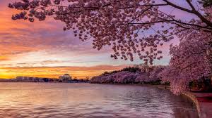 Image result for "cherry blossom" washington