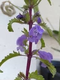 Image result for Dracocephalum moldavicum