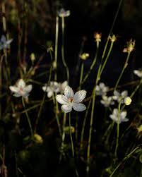 Attēlu rezultāti vaicājumam “Parnassiaceae”