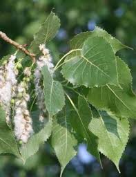 Attēlu rezultāti vaicājumam “Populus alba”