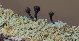 Attēlu rezultāti vaicājumam “Chaenotheca furfuracea”