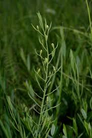 Attēlu rezultāti vaicājumam “Thesium ebracteatum”