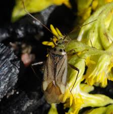 Attēlu rezultāti vaicājumam “Adelphocoris quadripunctatus imago”