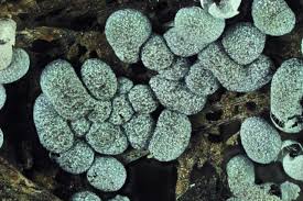 Attēlu rezultāti vaicājumam “Badhamia macrocarpa”