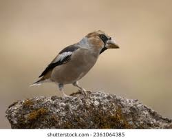 Attēlu rezultāti vaicājumam “Coccothraustes coccothraustes”
