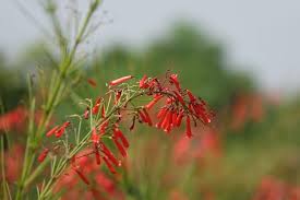 Attēlu rezultāti vaicājumam “Chenopodium rubrum flower”